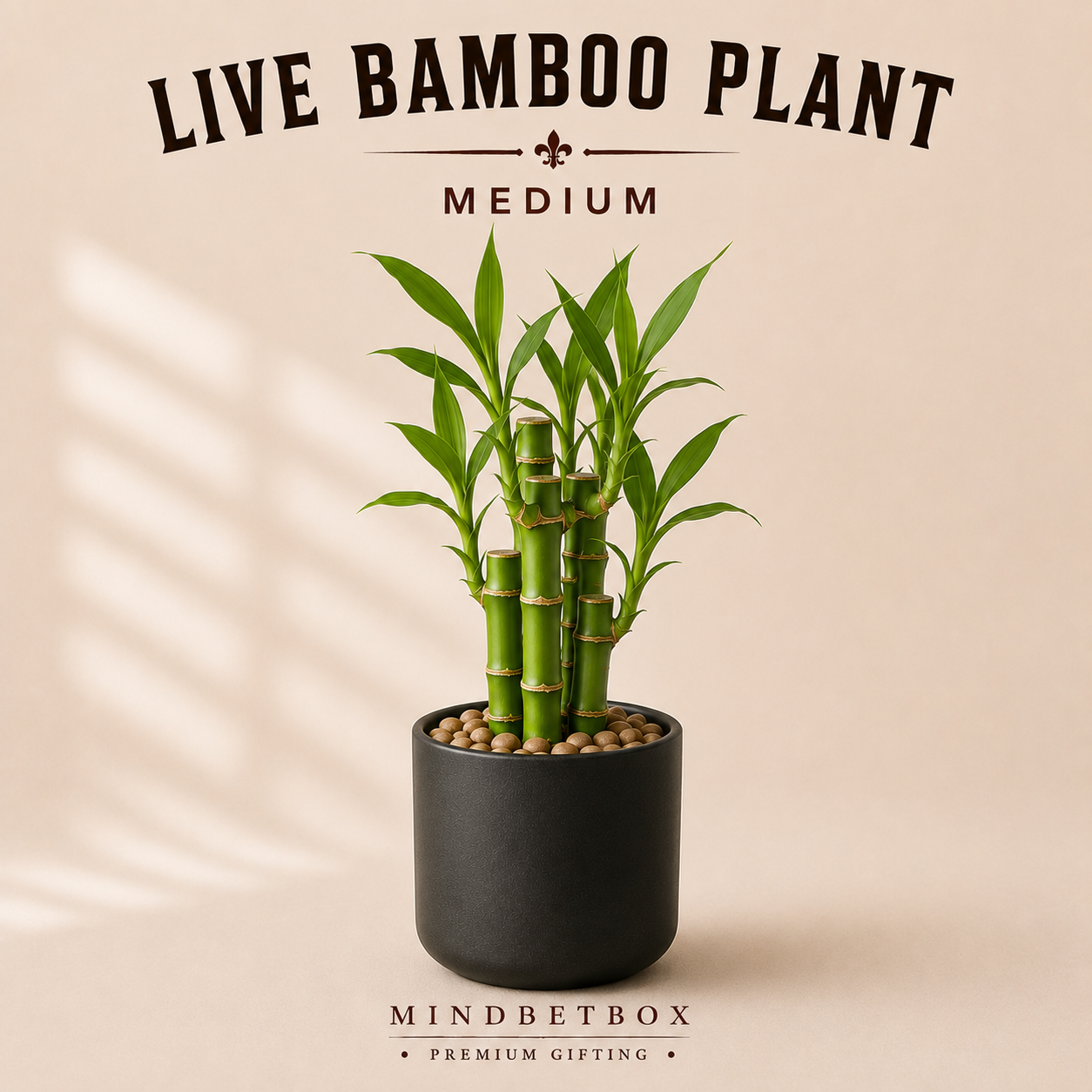 Lucky Bamboo